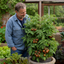 1 Brandy Boy Beefsteak Tomato Plant, Outdoor Garden Ready, High Yield Vegetable, 2Ltr Root Ball