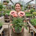 Oriental Papaver Waltzing Elisabeth Plant