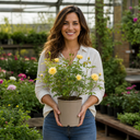 3Ltr Patio Rose Bush, Nursery Pots, Garden Ready