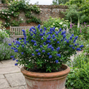 Ceanothus Puget Blue Plant | California Lilac Hardy Evergreen Blue Flowering Shrub Plant (3L Pot)