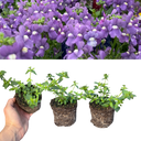 Nemesia Nuvo Blue Plants (Set of 3 or 6)