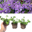 Set of 3 or 6 Large Plants - Nemesia Nuvo Blue, Ready to Plant in Your Garden