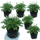 Ranunculus Vortex White Persian Buttercup Plants (Set of 3 or 6)