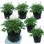 Set of 3 or 6 Ranunculus Vortex White Persian Buttercup Plants, Hardy Perennial, Spring Flowering, Outdoor Garden Ready, 1 Litre Root-Ball