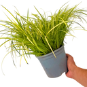 Acorus gramineus ‘Ogon’ Plant