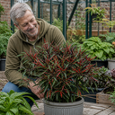 Thai Dragon Chilli Pepper Plants