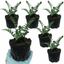 Set of 3 or 6 Dryopteris Atrata Wood Fern Plants, Hardy Evergreen Perennial Ferns for Shade, Outdoor Garden Ready, 1 Litre Root-Ball