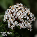 Viburnum Tinus Plant (3L Pot)