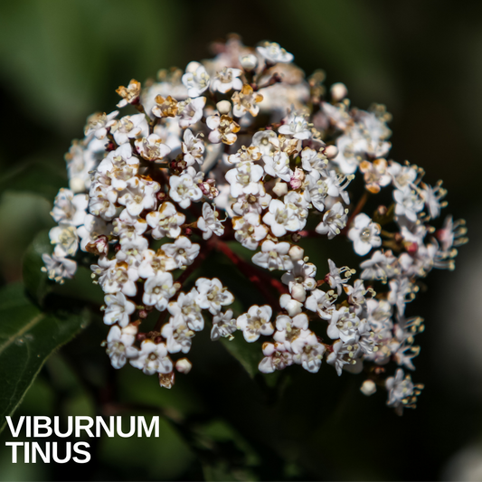 Viburnum tinus flower head, a domed cluster of tiny white blooms opening from pink buds