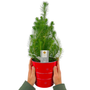 Christmas tree in red metal planter with lights
