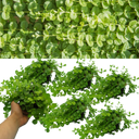 Lysimachia Goldilocks Plants (Set of 3 or 6)