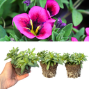 Calibrachoa Bumble Hot Pink Plants (Set of 3 or 6)