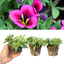 Set of 3 or 6 Large Plants - Calibrachoa Bumble Hot Pink, Outdoor Garden Ready