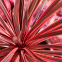 Cordyline Red Star Plant