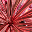 3 Large Plants - Cordyline Red Star, Ready to Plant in Your Garden, Peat-Free