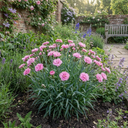 Dianthus Shirley Temple Plants