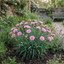 1 Dianthus Shirley Temple Plant, Fragrant Summer Flowering Hardy Perennial, 5L Root-Ball
