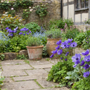 Anemone ‘Harmony Blue’ Plants (Set of 3 or 6)