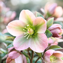 Hellebore Angel Glow Plant