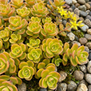 Sedum Oracle Stonecrop Plants (Set of 3 or 6)