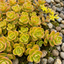 Set of 3 or 6 Sedum Oracle Hardy Perennial Stonecrop Plants, Low Maintenance, Bee Friendly, Drought Tolerant Ground Cover, Outdoor Garden Ready, 11cm Root-Ball