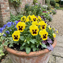 Pansy Cats Plus Yellow Plants (Set of 3 or 6)