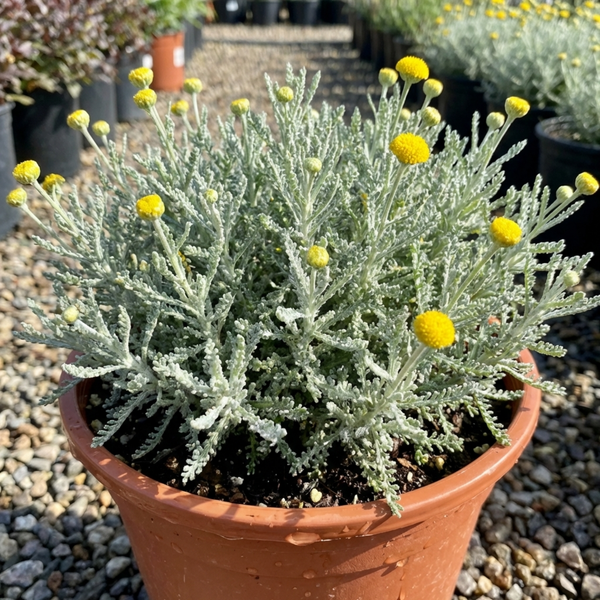 Santolina Chamaecyparissus Cotton Lavender Plants