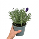 Lavender Hidcote Dark Blue Plant (2L Pot)
