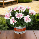 Pelargonium Toscana Dolce Vita Stella Plants (Set of 3 or 6)