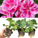 Geranium Toscana Anne Plants (Set of 3 or 6)