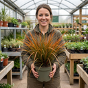Carex Prairie Fire Evergreen Ornamental Grass Plant (2L Pot)