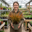 1 Carex Prairie Fire Evergreen Ornamental Grass, Hardy Perennial Garden Plant, 2 Litre Root Ball