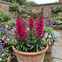 Lobelia Starship Deep Rose Upright Plants (Set of 3 or 6)