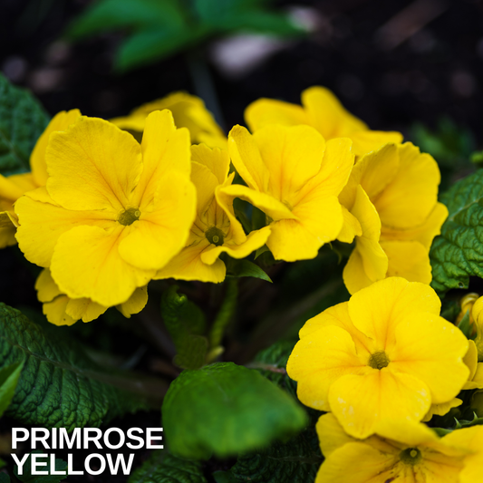 Primrose Yellow in flower, bright yellow blooms with green centres above crinkled green leaves