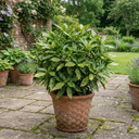 Aucuba Japonica Variegata Spotted Laurel Plants