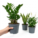 3 Low Light Houseplants Plant (1L Pot)
