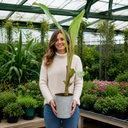 Banana Tree 3L (100–120 cm Tall)