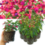 3 Large Plants - Fuchsia Diva Rose & Violet, Ready to Plant in Your Garden