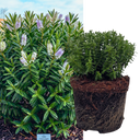 1 Large, Garden Ready Plant - Hebe Sutherlandii (Shrubby Veronica), 17cm/2L Pot