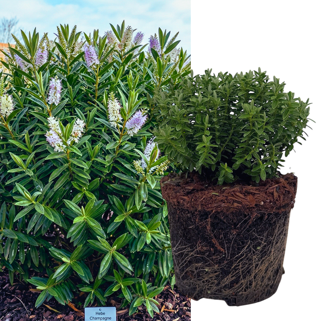 Hebe 'Sutherlandii' (Shrubby Veronica) – Evergreen Shrub (2L Pot)