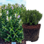 1 Large, Garden Ready Plant - Hebe Sutherlandii (Shrubby Veronica), 17cm/2L Pot
