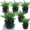 Soft Shield Fern Polystichum Setiferum Plants (Set of 3 or 6)