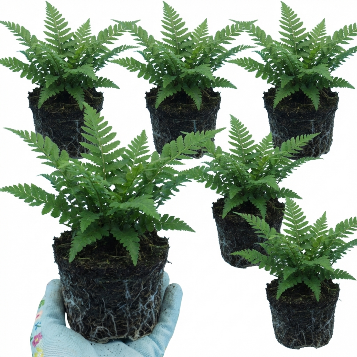 Polystichum setiferum (Soft Shield Fern) – Evergreen Fern (Set of 3 or 6)