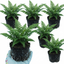 Set of 3 or 6 Soft Shield Fern Polystichum Setiferum Plants, Hardy Evergreen Shade Loving Perennial Ferns, Outdoor Garden Ready, 1 Litre / 11cm Root-Ball