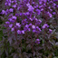 1 Large Plant - Polemonium Bressingham Purple, Ready to Plant in Your Garden, 3L