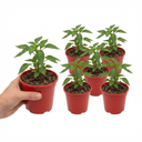 Sweet Pepper Snack Yellow Plants (Set of 3 or 6)