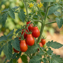Premium Grafted Trilly Tomato Plants (Set of 3 or 6)