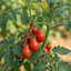Set of 3 or 6 Premium Grafted Trilly Tomato Plants, High Yield Vegetable Plants, Ready to Plant, Outdoor Garden Ready, 1L Root Ball