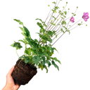 Fantasy Jasmine Plant (2L Pot)