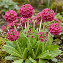 Primula Denticulata Deep Rose Plants (Set of 3 or 6)